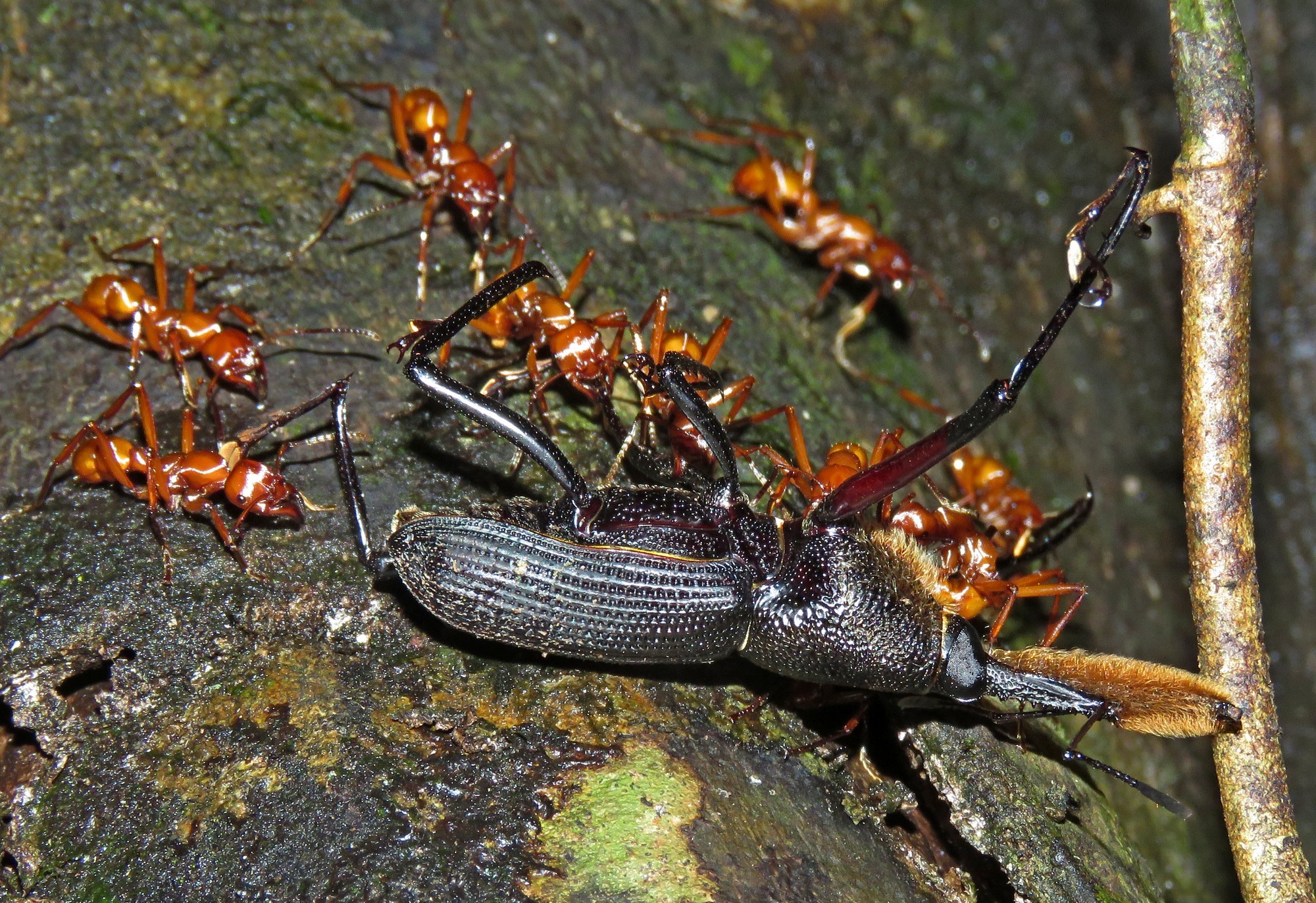 Gnamptogenys concinna