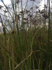 Cyperus polystachyos polystachyos