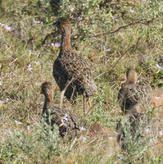 Scleroptila levaillantii