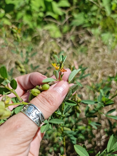 Crotalaria maypurensis, photograph 3