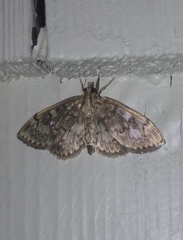 Anania tertialis