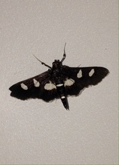 Desmia funeralis