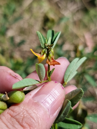 Image of Crotalaria maypurensis by (c) Sol Quipildor, some rights reserved (CC BY-SA)