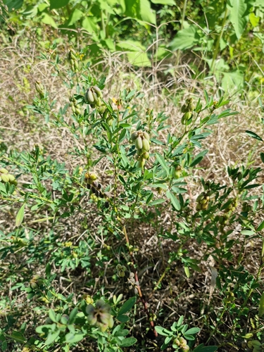 Image of Crotalaria maypurensis by (c) Sol Quipildor, some rights reserved (CC BY-SA)