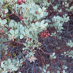Arctostaphylos peninsularis