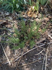 Penstemon pinifolius