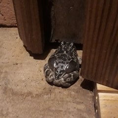 Pleurodema bufoninum