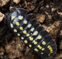 Armadillidium klugii