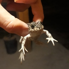 Pleurodema bufoninum