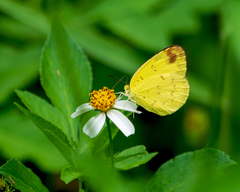Eurema simulatrix