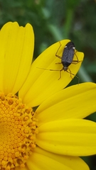 Closterotomus annulus