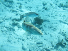 Epinephelus striatus