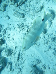 Epinephelus striatus