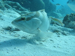 Epinephelus striatus