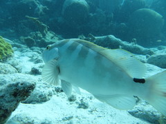 Epinephelus striatus
