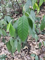 Tarenna mollissima