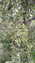 Agelanthus natalitius