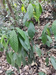 Tarenna mollissima