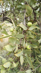 Agelanthus natalitius