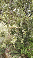 Agelanthus natalitius