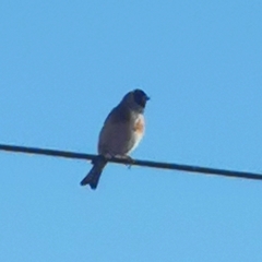 Carduelis carduelis britannica