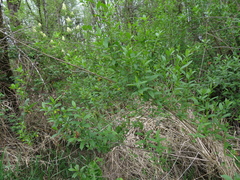 Lonicera involucrata involucrata