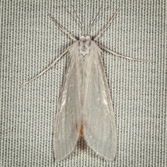 Rupela albina