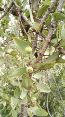 Agelanthus natalitius