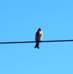 Carduelis carduelis britannica