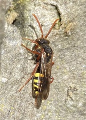 Nomada marshamella