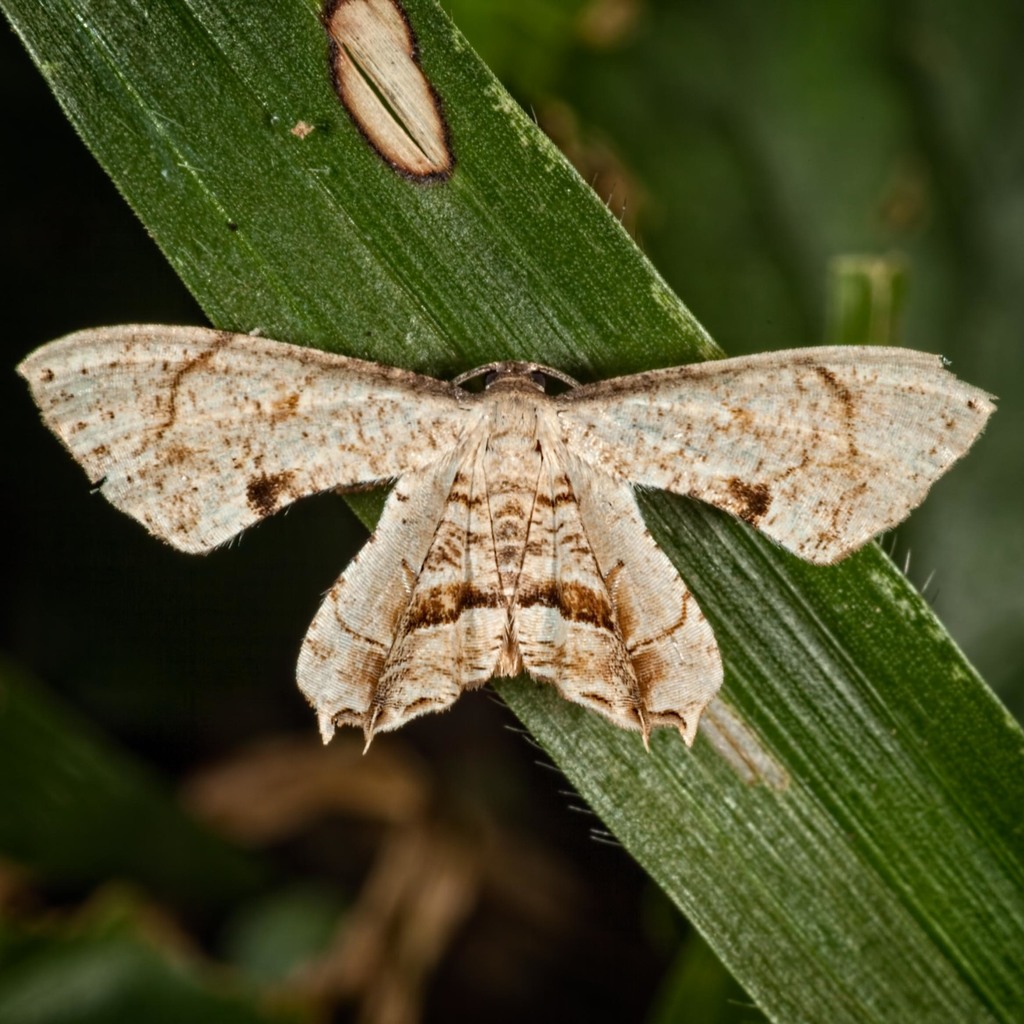 Erosia