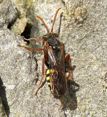 Nomada marshamella