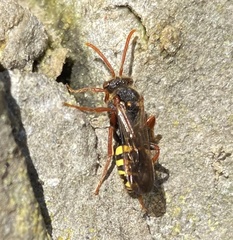 Nomada marshamella