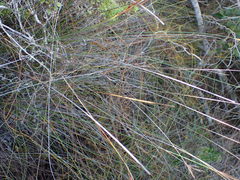 Schoenus graciliculmis