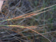 Schoenus graciliculmis