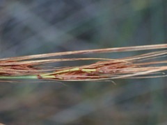 Schoenus graciliculmis