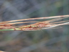 Schoenus graciliculmis