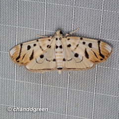 Pycnarmon radiata