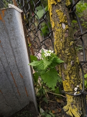 Alliaria petiolata