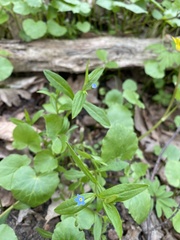 Memoremea scorpioides