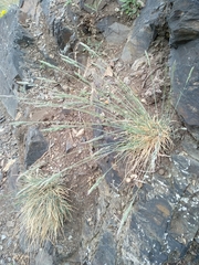 Festuca pallens