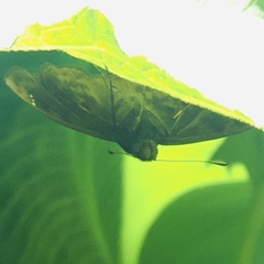 Pellicia