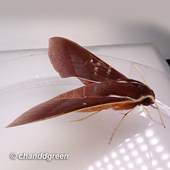 Theretra pallicosta