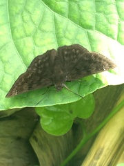 Pellicia