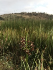 Cyperus denudatus