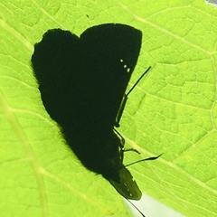 Pellicia