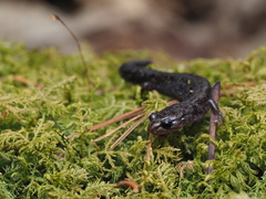Plethodon welleri
