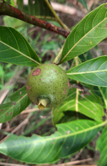 Cordiera