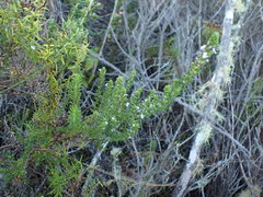 Muraltia squarrosa