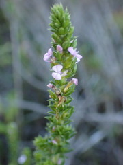 Muraltia squarrosa